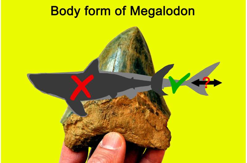 The megalodon was less mega than previously believed