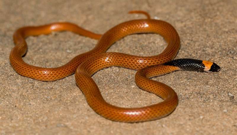The missing puzzle piece: a striking new snake species from the Arabian Peninsula