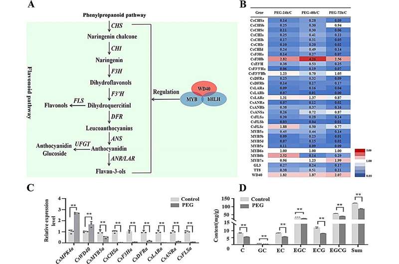 The molecular shield: How tea plants combat drought through protein phosphorylation