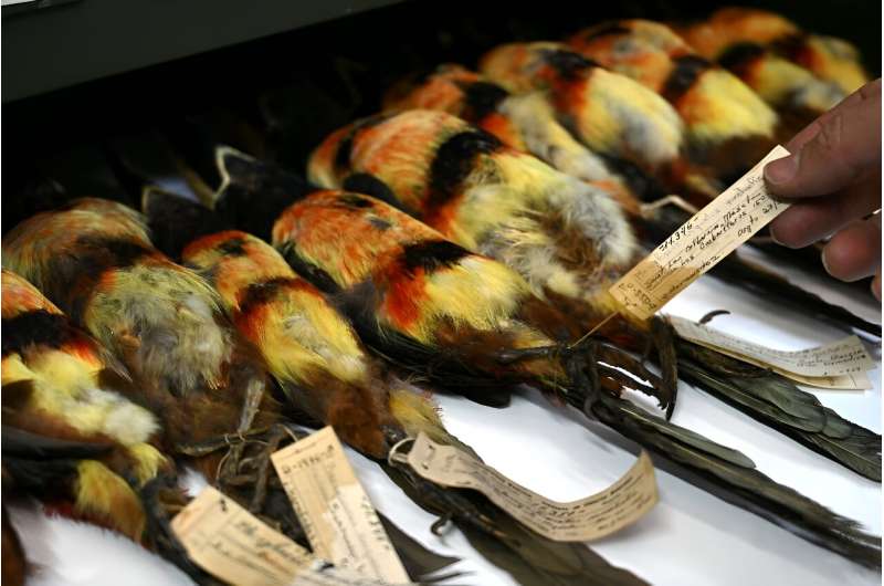 The National University of Colombia's valuable collection of some 44,000 stuffed birds is housed in metal pull-out drawers in a delapidated public building