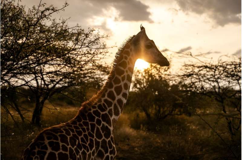 The number of giraffes in Kenya has declined sharply due to illegal hunting and human encroachment on their habitat