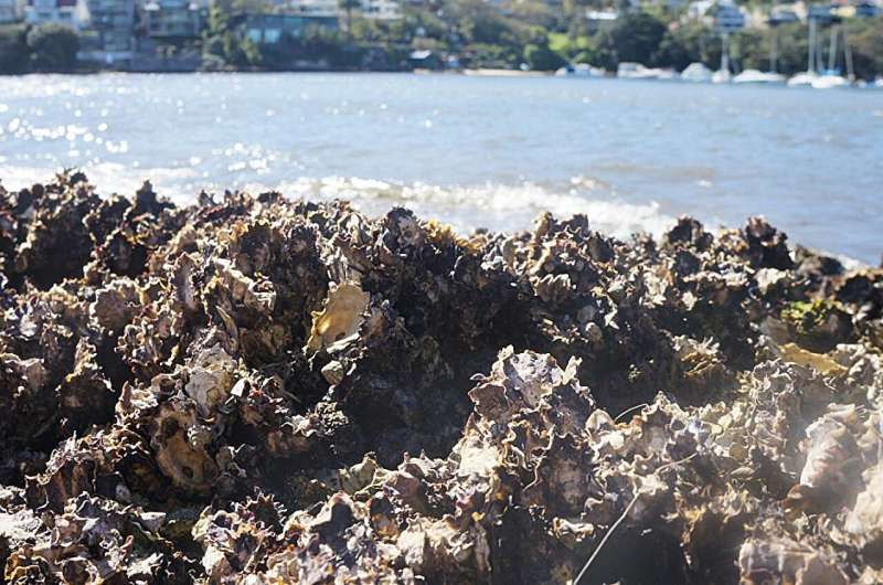 The ocean is becoming too loud for oysters