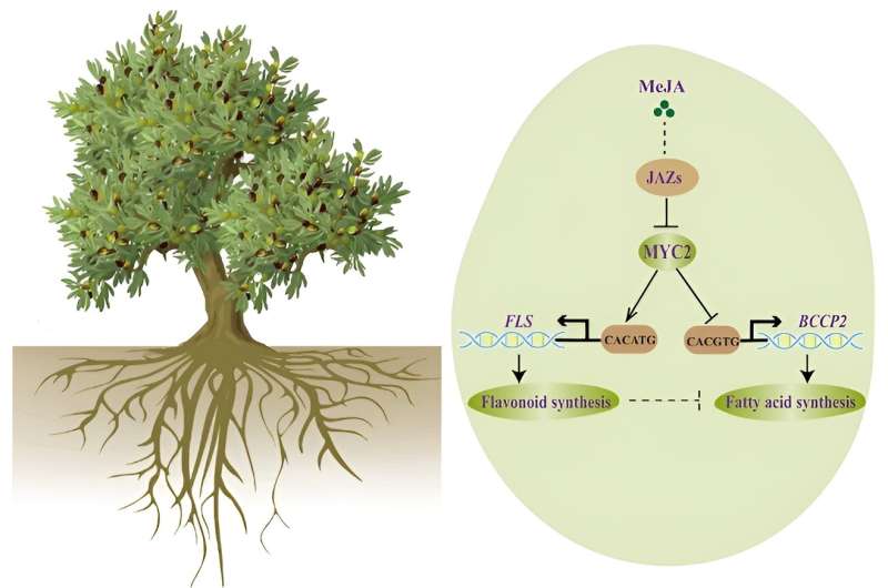 The olive tree's blueprint: Key insights into high-quality oil production