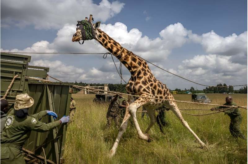 The operation to subdue the animals takes place on a Rift Valley farm