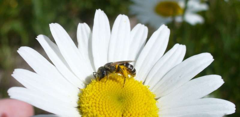 The plants you need to keep bees on a healthy diet have been revealed