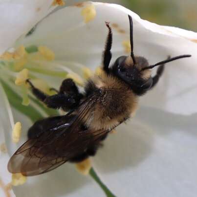 The plants you need to keep bees on a healthy diet have been revealed