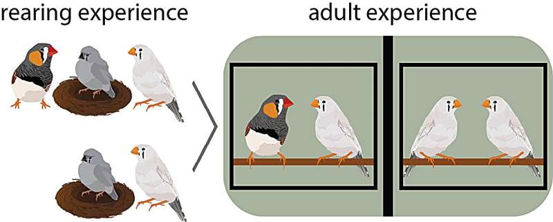 The power of face time: Insights from zebra finch courtship