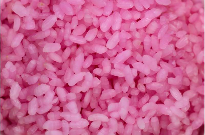 The &quot;meaty rice&quot; developed at Yonsei University has a pink colour and gives off a faint buttery aroma
