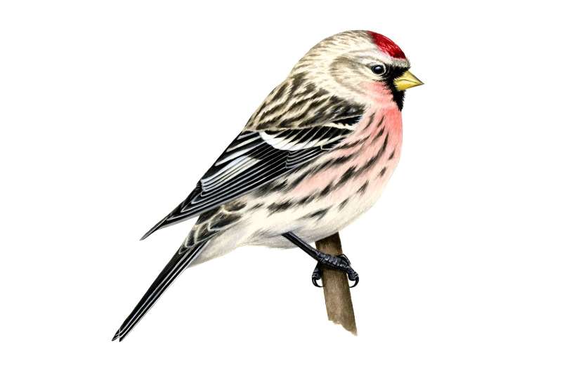 The redpoll finch saga: How two bird species just became one | CU Boulder Today