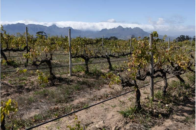 El viñedo Reyneke, cerca de Stellenbosch, se está adaptando para afrontar los desafíos del cambio climático