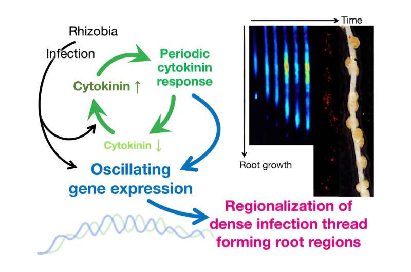 The rhythm led by plants is crucial for symbiosis with nutrient-providing bacteria