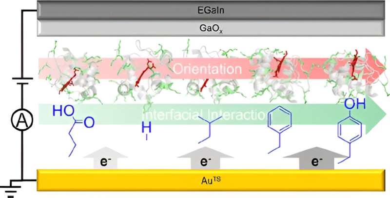 The role of interfacial amino acids in shaping bio-electronic communication between proteins