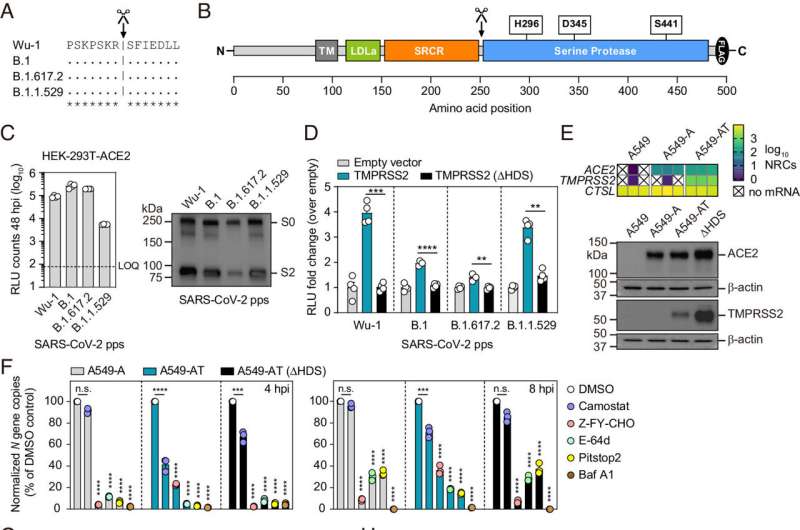 The route into the cell influences the outcome of SARS-CoV-2 infection