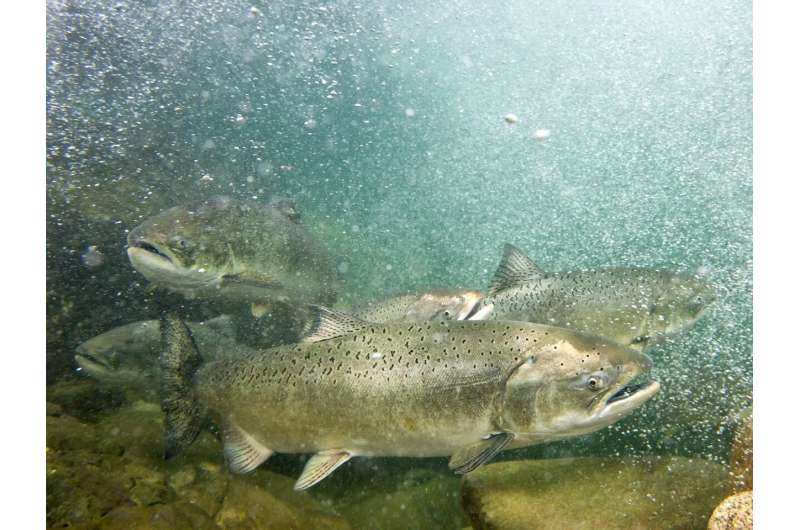 The salmon diaries: Life before and after Klamath Dam removal