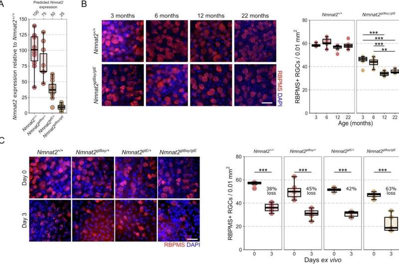 The search for an effective treatment for glaucoma