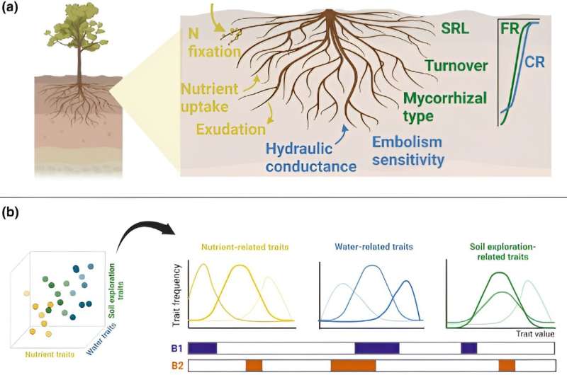La vida secreta de las raíces: los sistemas de raíces de los bosques tropicales son fundamentales para mejorar las predicciones del cambio climático