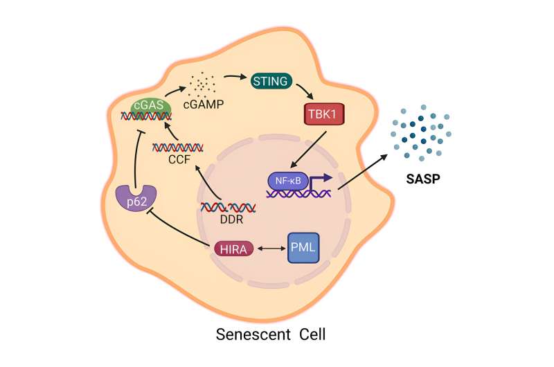 The secret to sleepy cells' control of inflammatory secretions