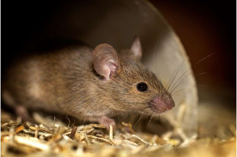 The silent spreader: Reassessing the role mice have in Leptospirosis risk