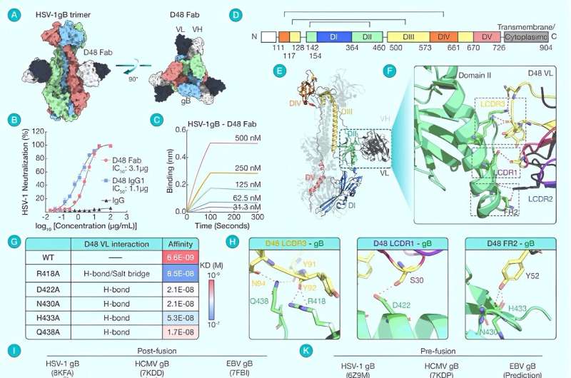 The structure of HSV-1 gB bound to a potent neutralizing antibody reveals a conservative antigenic domain across herpesviruses