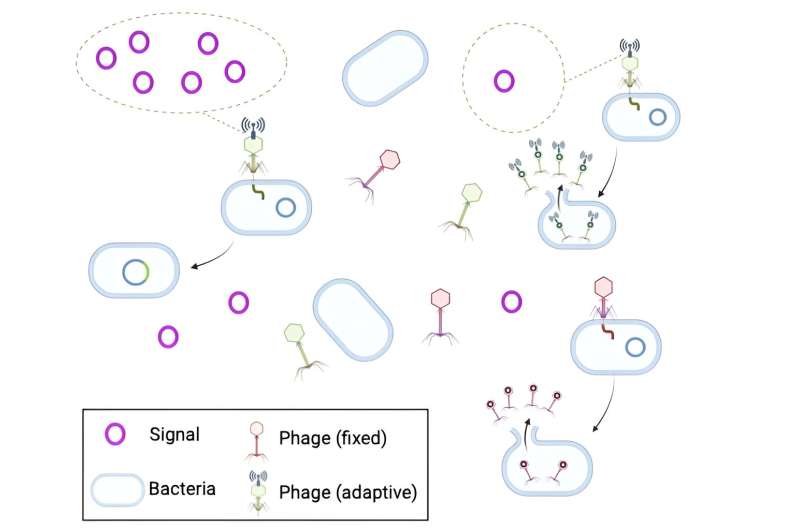 The value of information gathering for phages