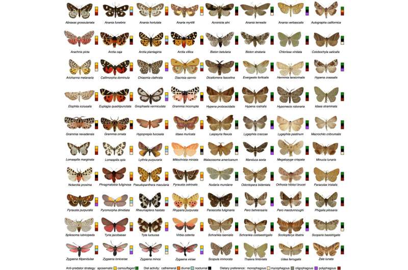 Moth coloration study verifies evolutionary ecology hypothesis on ...