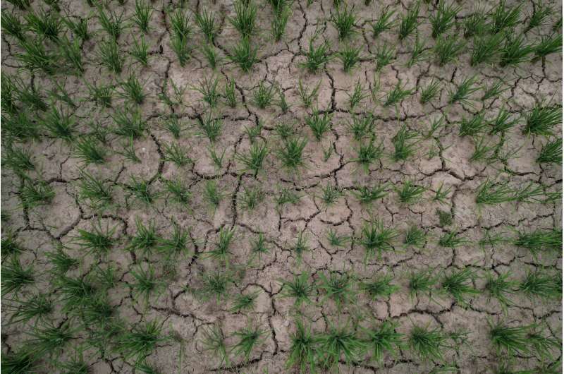 The weeks-long dry spell striking central China has led many farmers to hold off on planting as agricultural authorities warn of damage to crops