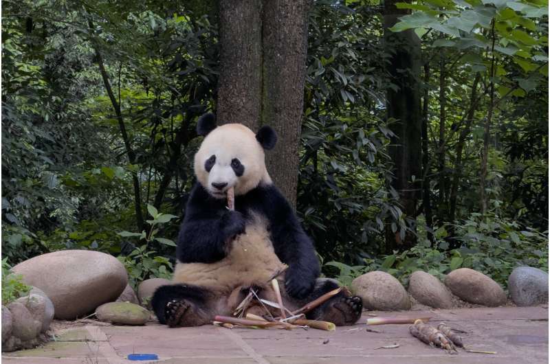The winner in China's panda diplomacy: the pandas themselves