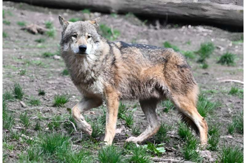 There is increasing controversy about the status of wolves in France