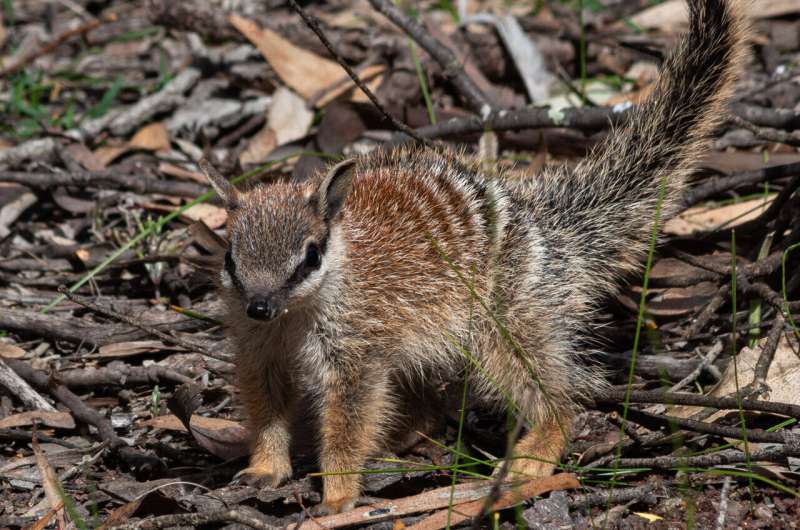 Thermal vision shows endangered numbats feel the heat of warming climate