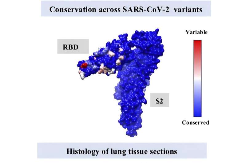 Thermostable, broadly protective vaccine candidate for current and future SARS-CoV-2 variants