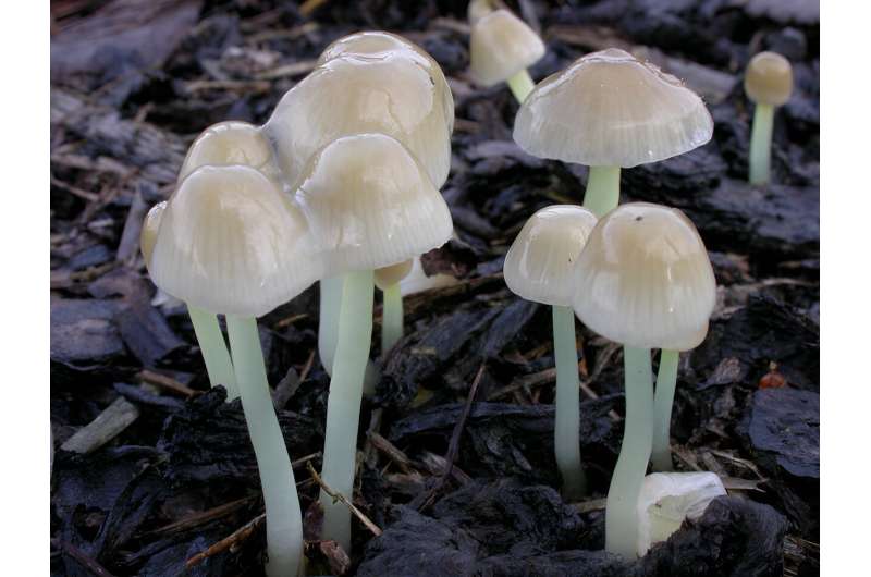 These mushrooms have "massively expanded" genomes to make them more adaptable to multiple lifestyles