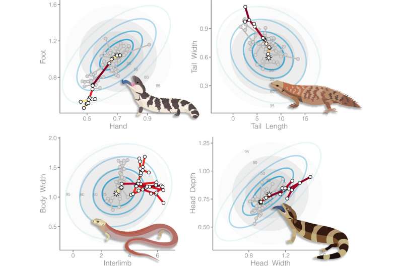 Things just got weird: skinks provide a window onto how evolution works