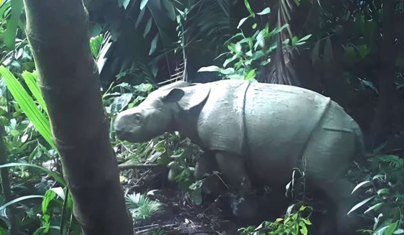 This 2021 handout image released by Indonesia's environment ministry shows one of two rare Javan rhino calves that were caught on video in Ujung Kulon National Park