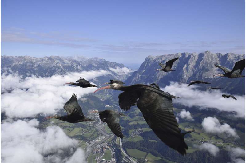 Diese Vogelart war in Europa ausgestorben. Sie ist jetzt zurück und die Menschen müssen ihr bei der Überwinterung helfen