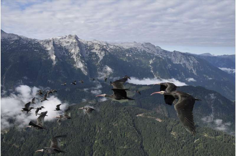 Diese Vogelart war in Europa ausgestorben. Sie ist jetzt zurück und die Menschen müssen ihr bei der Überwinterung helfen