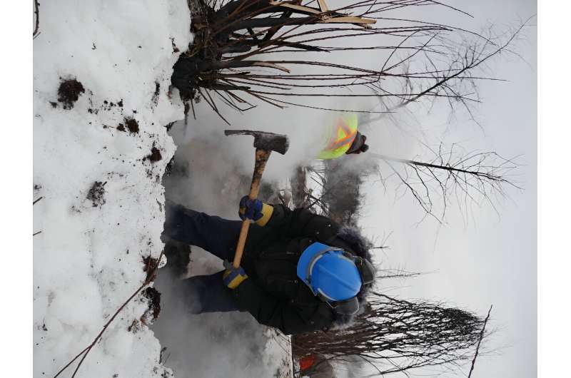 This handout picture provided by Alberta Wildfire shows firefighters digging to unearth zombie fires in Fox Lake that burn beneath the snow-covered ground