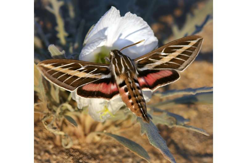 This handout picture provided by the University of Washington on February 7, 2024 shows a white-lined sphinx moth pollinating a pale evening primrose flower
