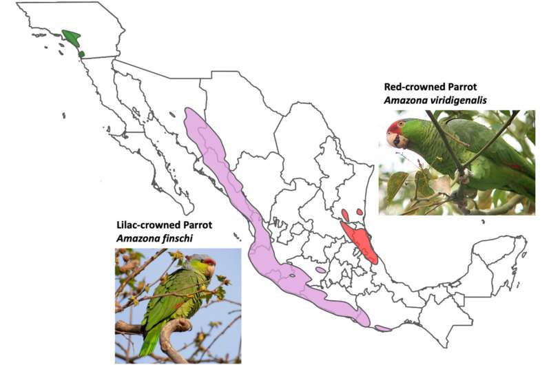 Threatened in their homeland, feral Mexican parrots thrive on LA’s exotic landscaping