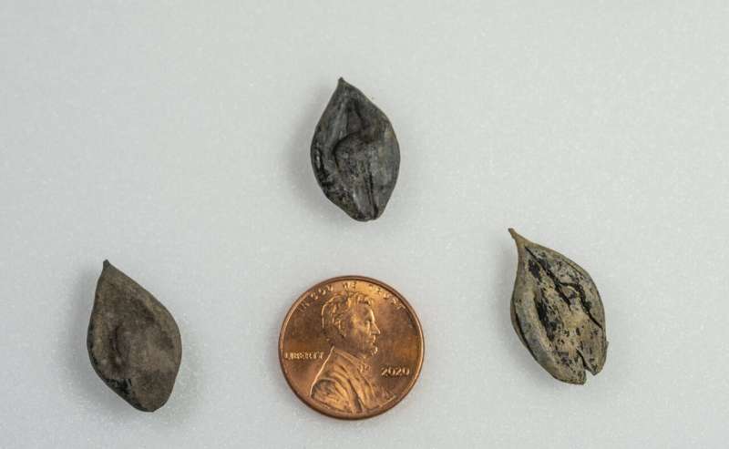 Three new extinct walnut species discovered in high Arctic mummified forest
