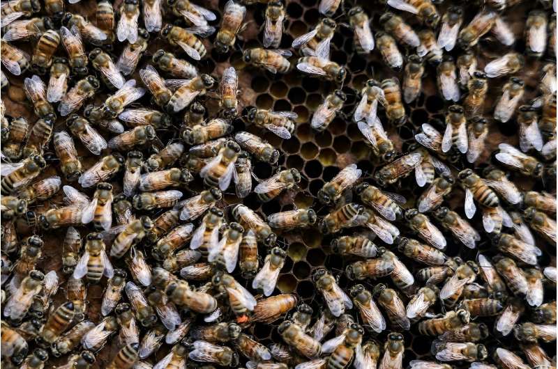 Three-quarters of the world's main crops depend on bees to act as key pollinators