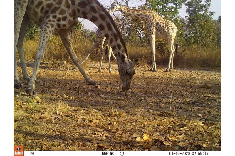 Three-year population study supports fight to save Cameroon’s Kordofan giraffe