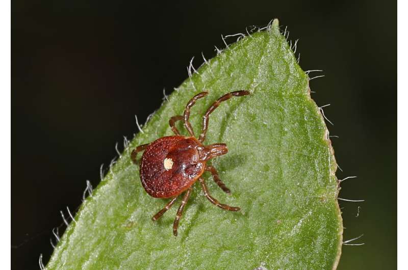 Tick-borne red meat allergy prevented in mice through new nanoparticle treatment