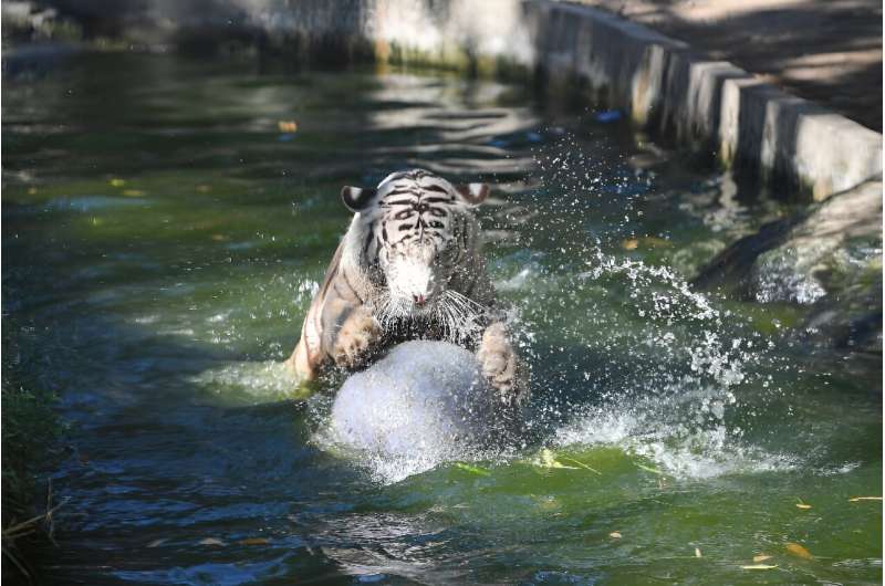Tigers and lions are regularly sprayed with water and take dips in pools inside their pens