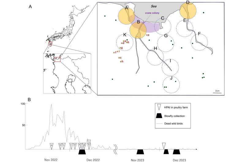 Pequeños voladores de gran impacto: las moscas azules transmiten el virus de la gripe aviar