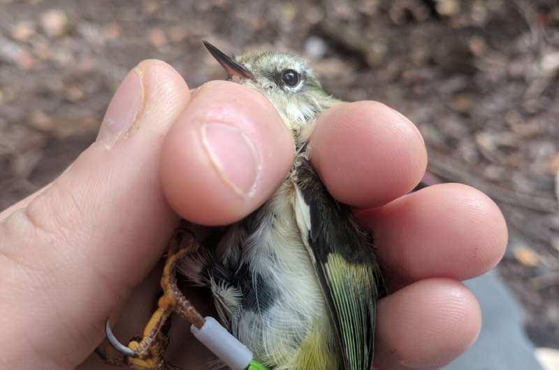 Tiny New Zealand bird delivers a lesson in birdsong evolution