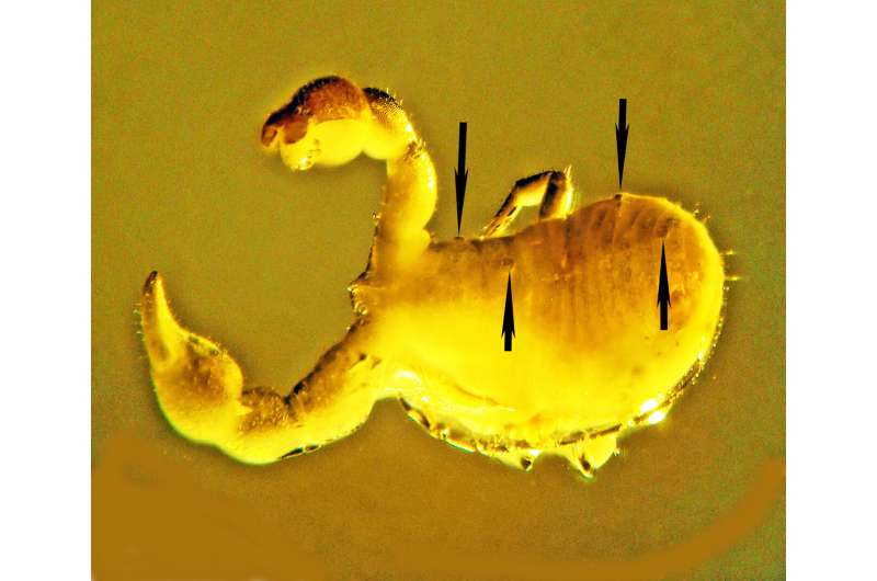 De minuscules vers ronds se taillent une niche parasitaire unique à l'intérieur de la couche protectrice du pseudoscorpion
