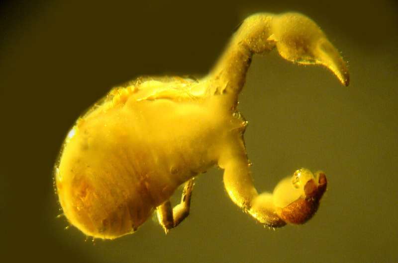 Tiny roundworms carve out unique parasitic niche inside pseudoscorpion's protective covering