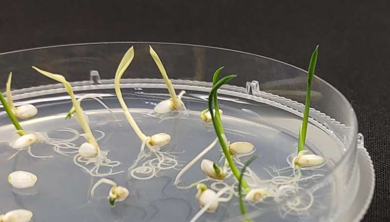 Tiny TnpB: The next-generation genome editing tool for plants unveiled 