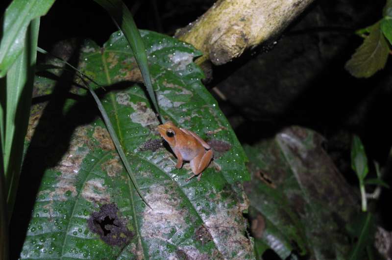 De minuscules grenouilles tropicales montrent que la protection de la variation génétique est essentielle pour que les animaux survivent à la crise climatique