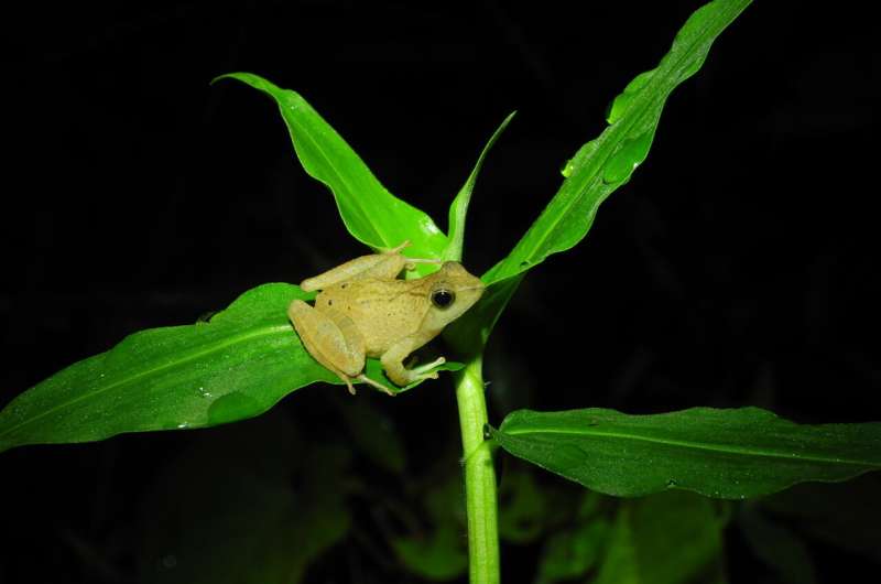 Tiny tropical puddle frogs show that protecting genetic variation is essential for animals to survive the climate crisis